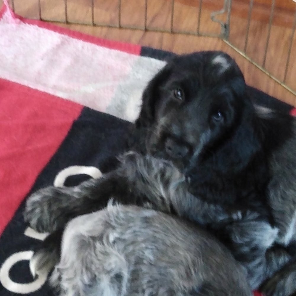 Meet your Posher, Wesley